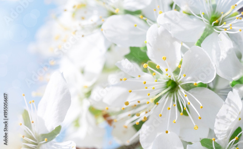 White Blossoms Against a Soft Blue Sky Background