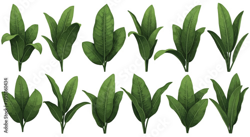 Top-down view of ten assorted fresh green leaves neatly arranged on blank studio backdrop