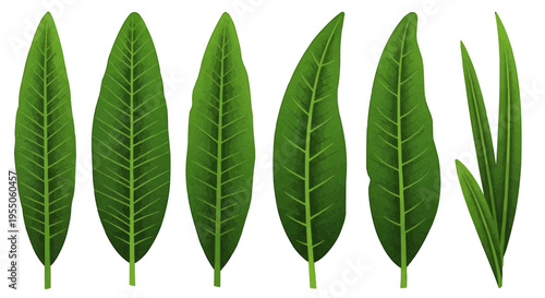 Row of six vibrant green leaves arranged horizontally, minimalist botanical graphic illustration