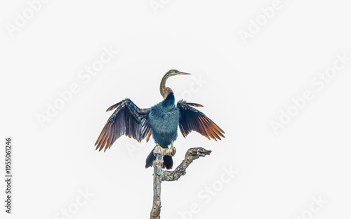 Cuadro en lienzo An oriental Darter, a tropical waterbird also commonly known as snakebird, spreading wings out to dry in the sun after hunting, on a white background