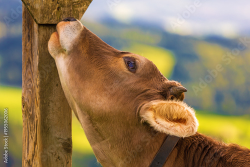 Kuh - Allgäu - Marterl - Braunvieh - lustig - süß