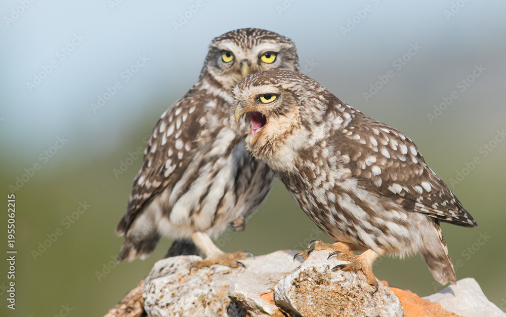 Obraz premium Male and female of Little Owl (Athene noctua)