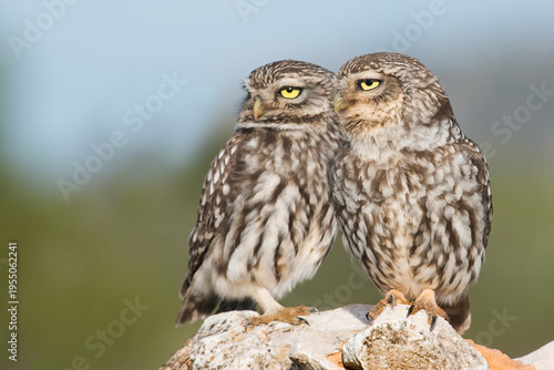 Photos Little Owl (Athene noctua), male and female.