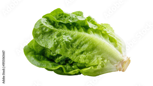 Isolated fresh green Romaine lettuce, healthy organic vegetable ready for a delicious salad