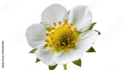 Photography Isolated blossoming strawberry flower showcasing delicate white petals and vibra