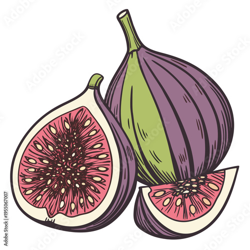 fig colorful on white background