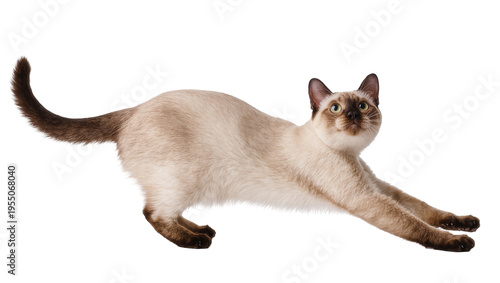 Isolated elegant Siamese cat performing a playful stretch with its front paws extended