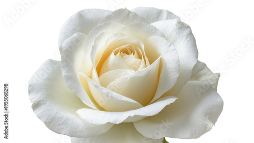 Fotografie Isolated vibrant white rose in full bloom with soft elegant petals and a creamy