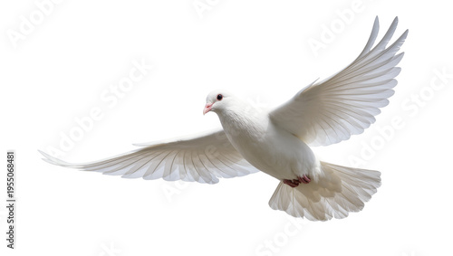 Isolated beautiful white dove in full flight with spread wings, symbolic bird of peace
