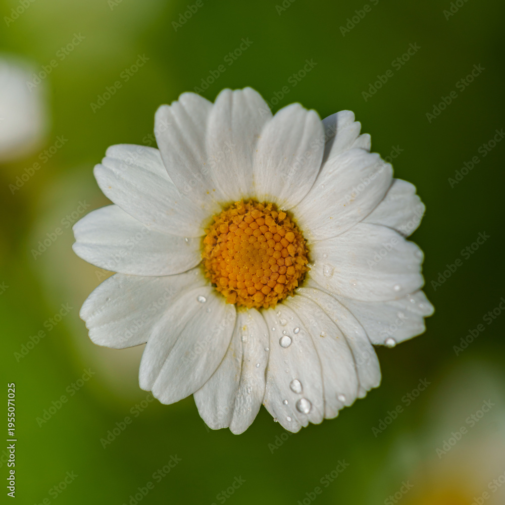 Fototapeta premium Close up of a beautiful blooming white daisy in the garden