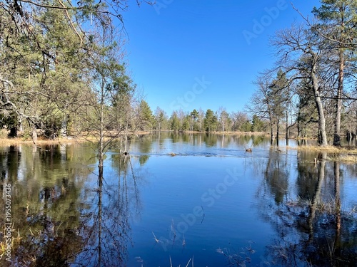 lake in the forest