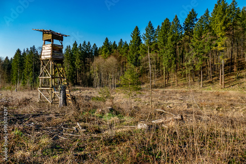 Wiederaufforstung nach Baumfällung 