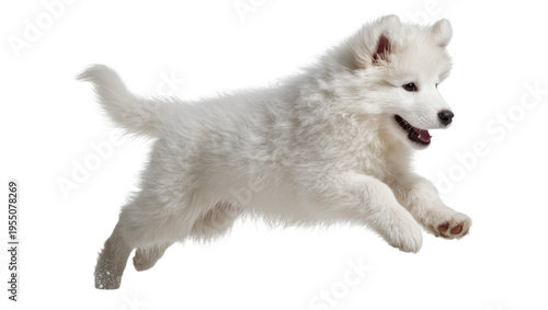 Isolated adorable fluffy white puppy jumping playfully with snow on its paw
