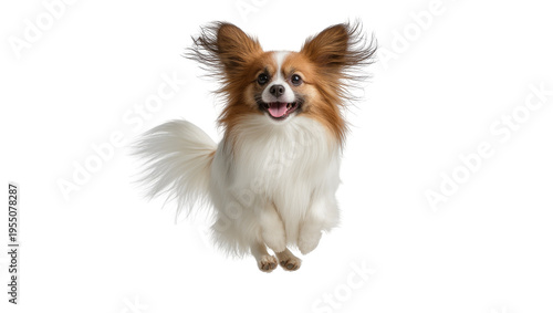Cuadro en lienzo Isolated happy Papillon dog with large ears jumping and running playfully mid-ai