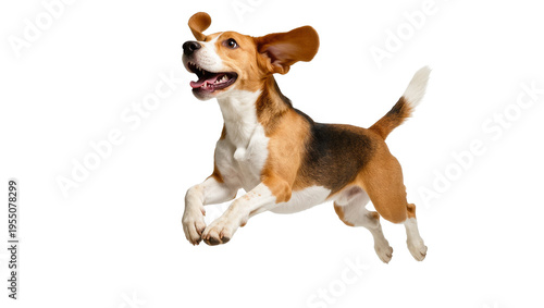 Obraz na plátně Isolated energetic beagle dog jumping with happy expression and flowing ears in