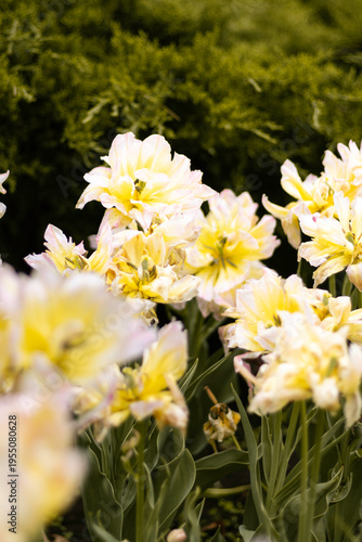 Canvastavla Yellow and withe flowers