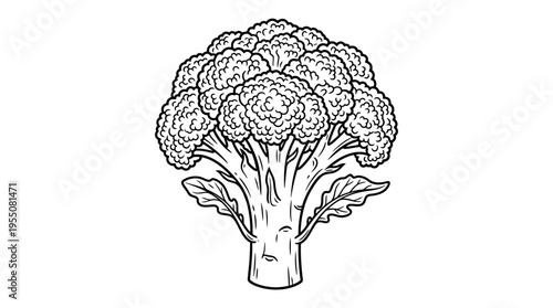 Detailed illustration of a cauliflower.