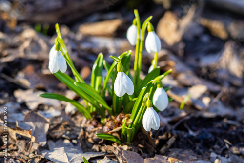 Close up of snowdrop flowers in early spring, white delicate blooms with green leaves in soft sunlight and shallow depth of field