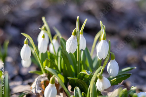 Close up of snowdrop flowers in early spring, white delicate blooms with green leaves in soft sunlight and shallow depth of field