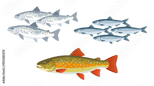 A side view of Atlantic spotted fish, Baltic herring isolated on a white background, and a colored flat vector illustration of northern trout