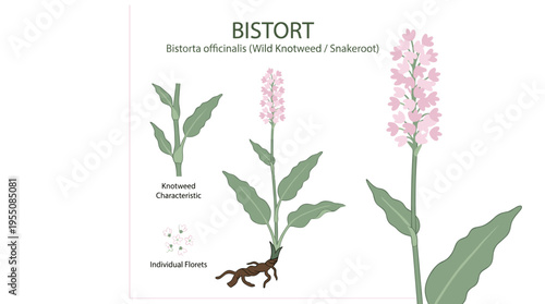 Illustration of a Bistorta officinalis flower, a wild knotweed plant, and the field herb snakeroot, rendered as a colored flat vector on a white background