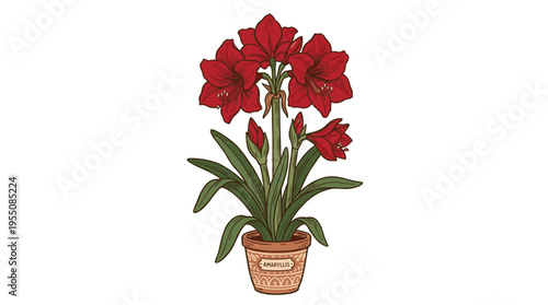 Hand‑drawn on a white backdrop, elegant red Amaryllis blossoms, buds, and foliage are depicted in a detailed, natural illustration of a beautiful cultivated garden plant, rendered as a vintage‑style