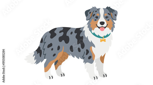 Australian Shepherd, also known as Aussie, depicted as a charming purebred herding dog or sheepdog against a white background, presented as a beautiful domestic animal or pet of a working breed in a