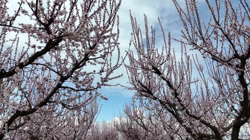 Blossoming trees in the orchard; Drone ride between blooming fruit trees in early spring