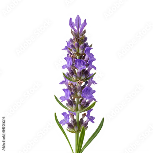 A single purple lupine flower spike with delicate petals standing upright