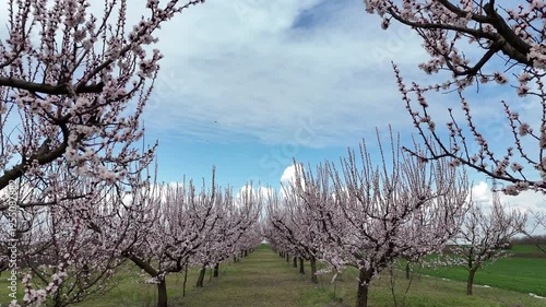 Apricot Tree in bloom; Drone ride between blooming fruit trees in early spring