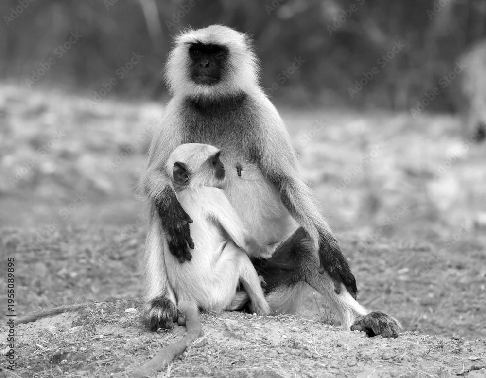 Obraz premium Gray langurs, also called Hanuman langurs and Hanuman monkeys, are Old World monkeys native to the Indian subcontinent constituting the genus Semnopithecus.