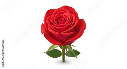 Single Fresh Red Rose Flower with Green Stem and Leaves in Full Bloom isolated on White Background