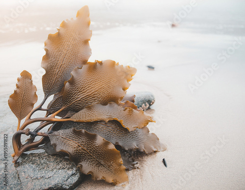 *Ecklonia radiata* brown seaweed with textured fronds and copy space for text.