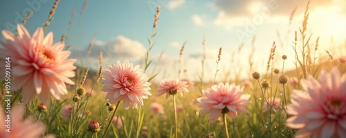 Pink dahlias bloom in sunlit meadow with wispy grass under blue sky. Soft petals, golden hour light. Floral nature scene perfect for wedding or summer themes.