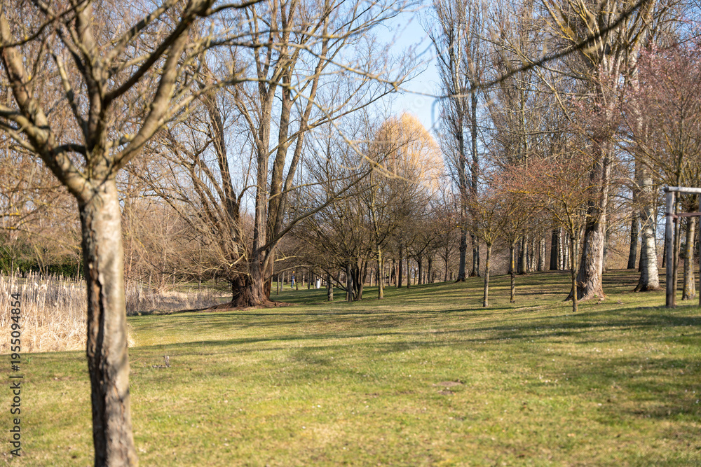 Fototapeta premium A peaceful park scene with trees casting shadows across a grassy hill. Early spring vegetation and warm sunlight create a tranquil environment.