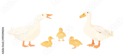 Cute cartoon farm birds collection. Vector hand drawn illustrations of White Duck family. Duck and little duckling isolated on white background. Set of poultry clip art.