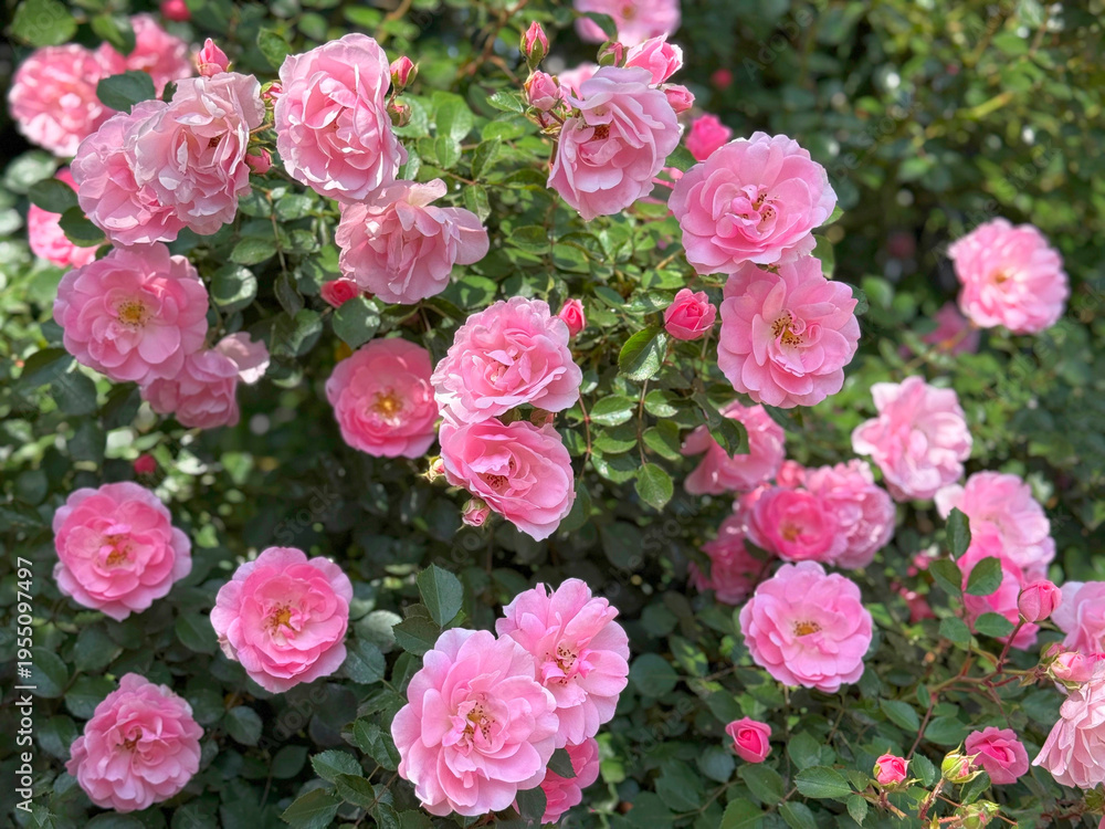 Fototapeta premium Rosebush with beautiful pink roses flowers in garden.