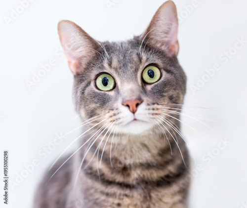 Fotografie A tabby shorthair cat with a wide-eyed expression