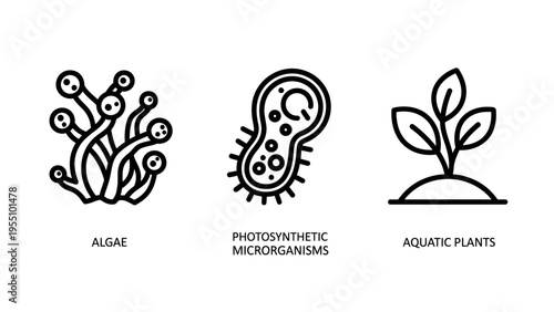 Algae, microorganism, and aquatic plant icons: simple line art for biology and ecology concepts, food chain