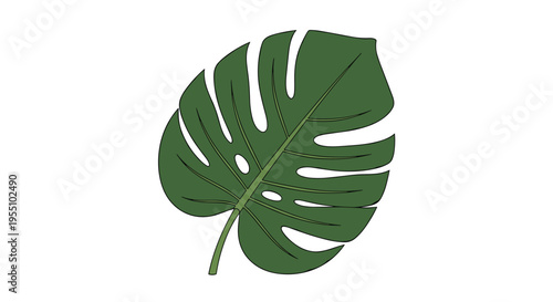 A single dark green monstera leaf with characteristic splits and prominent veins is depicted on a plain white background.
