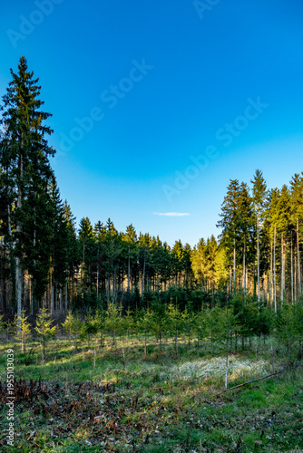 Obraz na plátne Wiederaufforstung im Mischwald im Frühjahr