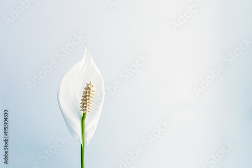 Εκτύπωση καμβά Spathiphyllum, a delicate white flower, a houseplant.