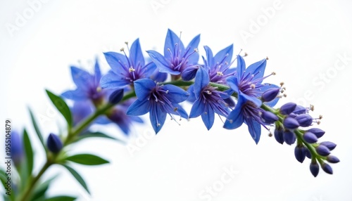 Blue hyssop flowers bloom on green stem. Detailed close up macro view of summer plant with purple buds. Nature botanical detail against white background.