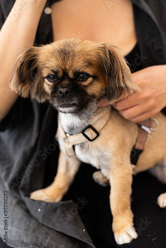 Close up of a pet pekingese dog in the embrace of its owner with a hand visible nearby. The small dog is resting peacefully highlighting the strong bond and comfort between pets and humans