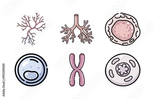Cell Biology, Neuroscience, and Genetics Illustration Set with Neuron Cells, Human Cell Structure, and Chromosome