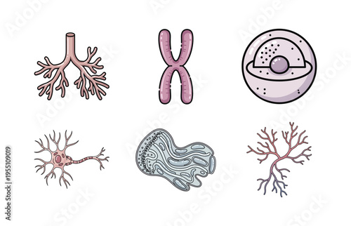Neuroscience and Molecular Biology Illustration Set with Neuron Cells, Chromosome, and Cell Organelle Structure