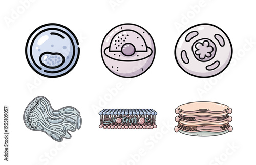 Cell Biology Illustration Set with Human Cell Structure, Organelle, and Membrane Diagram for Education