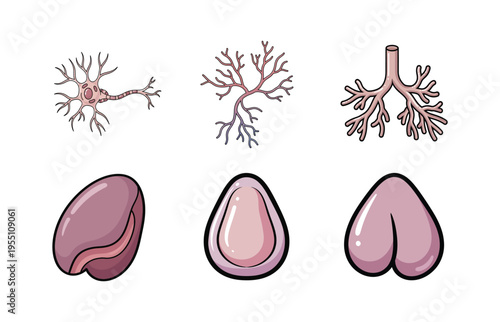 Neuroscience and Human Organ Anatomy Illustration Set with Neuron Cells and Internal Organs for Education