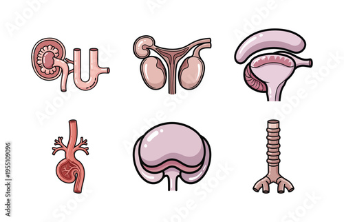 Human Organ Anatomy Illustration Set with Urinary System, Reproductive System, Heart, and Trachea for Education