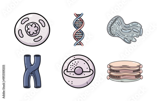 Molecular Biology and Cell Illustration Set with DNA, Chromosome, Organelle, and Cell Structure for Education